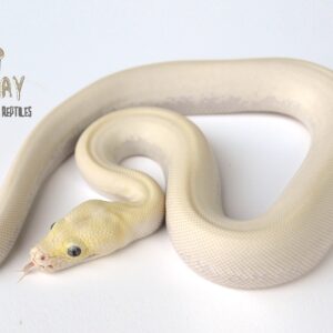 Ivory Granite het Albino