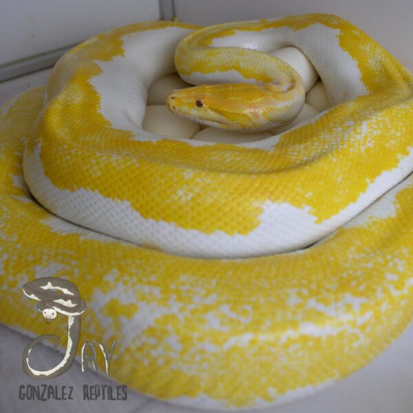 albino burmese python toy