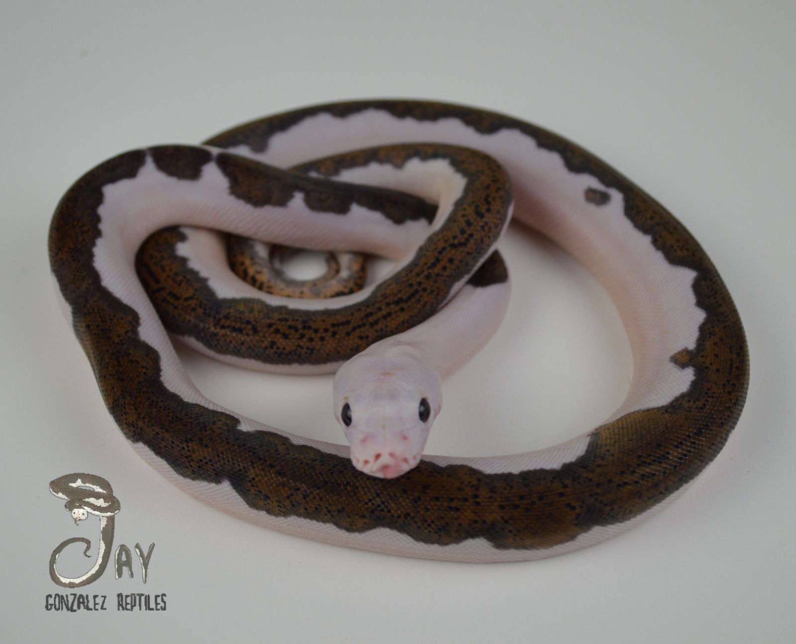 Purple Albino Reticulated Python